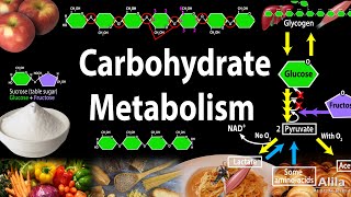 Carbohydrate Structure and Metabolism an Overview Animation [upl. by Lorsung75]