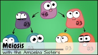 Meiosis Updated [upl. by Nnaeel]