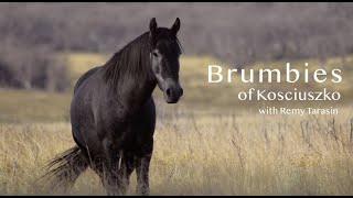 Brumbies of Kosciuszko [upl. by Conant]