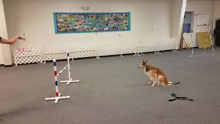 Silken Windhound Agility Beginner 2 [upl. by Essinger]