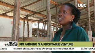 Pig farming is a profitable venture in Uganda [upl. by Velick]