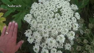 Giant Hogweed Is Widespread In WNY [upl. by Eened]