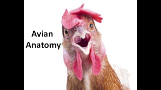 Avian Anatomy Part 1  Anatomy of the chicken head and neck [upl. by Suisyola219]