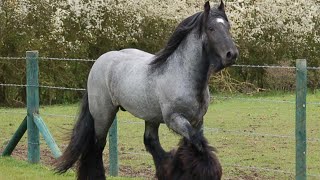 Blue Roan Brabant Draft Horses  Raw Power Meets Beauty [upl. by Alocin]