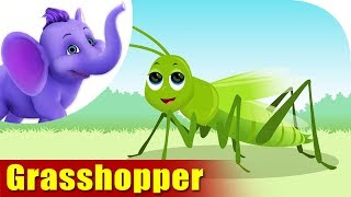 Grasshopper  A Bug Song  4K  Appu Series [upl. by Annahc530]