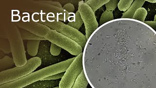 Bacteria Under a Microscope 1000x  2500x [upl. by Nnalorac264]