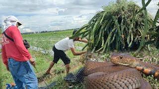 Walang maka pitas ng dragon fruit dahil sa COBRA [upl. by Dryfoos]