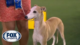 Bourbon the Whippet takes first place in the hound group  FOX SPORTS [upl. by Kara-Lynn]