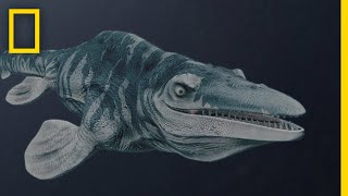 Mosasaurs 101  National Geographic [upl. by Aisyle]