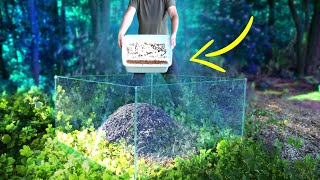 WHAT IF 1000 COCKROACHES RELEASED IN LARGE ANTHILL IN A TRANSPARENT CUBE VERSUS ANTS [upl. by Carnay934]