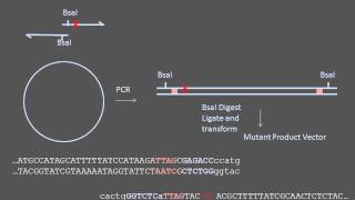 Sitedirected Mutagenesis [upl. by Georgetta]