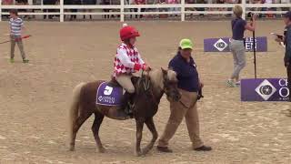 2018 WIHS Shetland Pony Steeplechase Championship Series at Devon  Monday May 28 [upl. by Retrop]