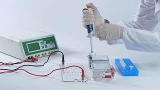 Electroforesis en gel tutorial paso a paso [upl. by Franz380]