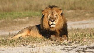 Four Things to Know About Cecil the Lion [upl. by Ramej]