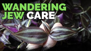 Wandering Jew Plant Care Growing Tradescantia Zebrina [upl. by Stempson]