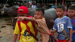 BOCAH PETUALANG  BERTEMU TEDONG DI PASAR BOLU 250118 23 [upl. by Danais]