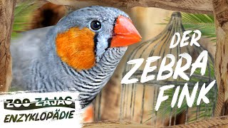 ZEBRAFINK  VOGELENZYKLOPÄDIE  ZOO ZAJAC [upl. by Cuthburt]