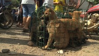 Annual dog meat festival causes outrage [upl. by Killigrew]