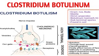 Clostridium botulinum  Botulism  Medical microbiology [upl. by Pamela394]