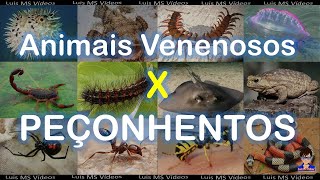 Animais Peçonhentos X Animais Venenosos [upl. by Lianna419]