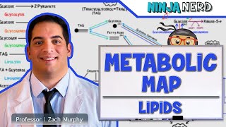 Metabolism  The Metabolic Map Lipids [upl. by Jacobba580]