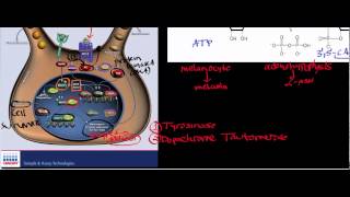 Melanocyte Physiology amp Biosignaling [upl. by Leahcimsemaj879]