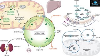 Amino Acids Degradation Protein Catabolism [upl. by Enirtak714]