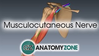 Musculocutaneous Nerve  3D Anatomy Tutorial [upl. by Tyoh]