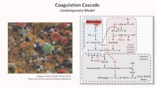 Hemostasis Lesson 3  Coagulation Cascade and Fibrinolysis [upl. by Tresa772]