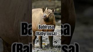 Babirusa Características Hábitat y Curiosidades [upl. by Annoya]