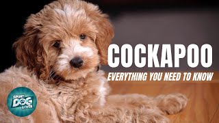 Cockapoo Dog Breed Guide  Dogs 101  Cockapoo [upl. by Cunningham]