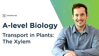 Transport in Plants The Xylem  Alevel Biology  OCR AQA Edexcel [upl. by Mollee111]