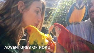 Visiting Massive Exotic Parrot Aviary [upl. by Bohun310]