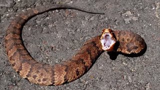 21 Striking Facts About Cottonmouth Snakes [upl. by Jdavie]