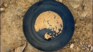 Pounds and Pounds of Gold I Mined Gold at Sterling Creek Mine  Glenn Wadstein [upl. by Yevi]