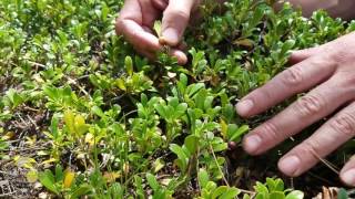 Colorado Wild Plants  Kinnikinnick [upl. by Wilhelmina948]