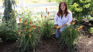 Planting Pyromania Hot and Cold Kniphofia 🧡🌿 Garden Answer [upl. by Ahsinac35]