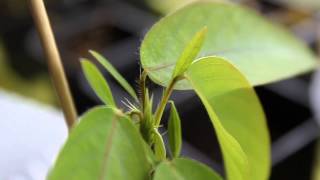 Desmodium gyrans Codariocalyx motorius  Plante qui danse [upl. by Plume]