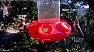 Hummingbird Identification Video  Oct 7 2016 [upl. by Phylys]