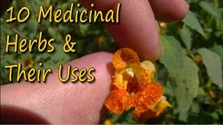 10 Medicinal Plants amp Their Uses [upl. by Adnolor]