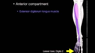 Anterior compartment leg muscles [upl. by Kendrick]