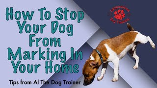 How To Stop Your Dog From Marking In Your Home  Tips From Al The Dog Trainer [upl. by Zita]