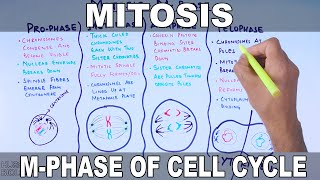 Mitosis  MPhase [upl. by Ecaroh250]