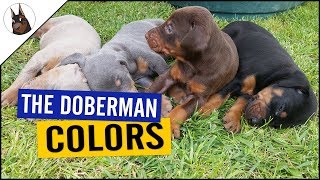 The DOBERMAN COLORS and one with PROBLEMS [upl. by Rann]