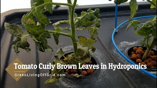 Tomato Curly Brown Leaves in Hydroponics [upl. by Cailly]