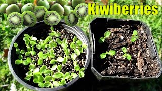 Growing Kiwiberries From Seed  2 Methods [upl. by Delilah603]