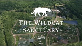 Welcome To The Wildcat Sanctuary Youtube Channel 🦁 [upl. by Finny]