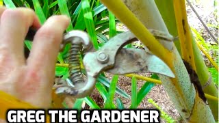 HOW TO PRUNE A PALM TREE  Greg The Gardener [upl. by Martguerita]