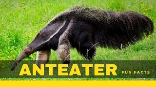 Anteater facts for kids – True information you don’t know [upl. by Aihseit347]