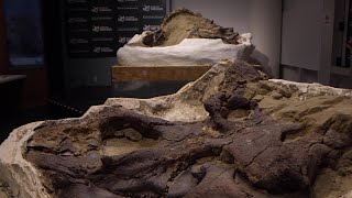 Dueling dinosaurs at North Carolina Museum of Natural Sciences [upl. by Jaqitsch]